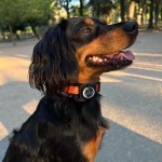 AirTag hoes voor halsband - Online winkel iServices®