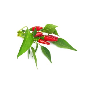 Zadencapsules Click and Grow - iServices®