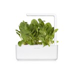 Acelga Verde num smart garden