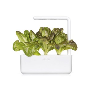 Alface Romana Vermelha num smart garden